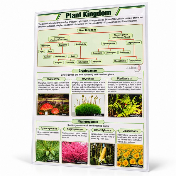 Plant Kingdom Chart